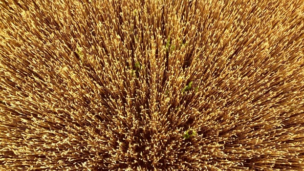 Flying over field of yellow ripe wheat close-up. Natural background. Rural countryside scenery. Agricultural landscape. Aerial drone view flight over ears of wheat grains. Ripe harvest. Agrarian