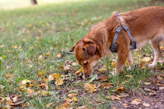 Ginger dog sniffing the ground close up portrait