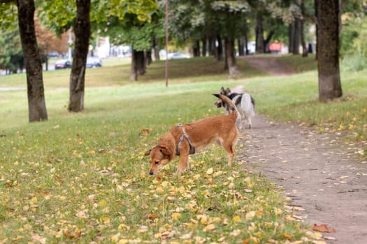 Ginger dog sniffing the ground close up portrait