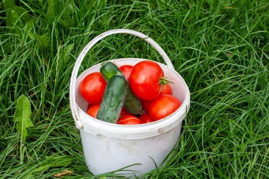 Small bucket with tomatoes and cucumbers on grass close up