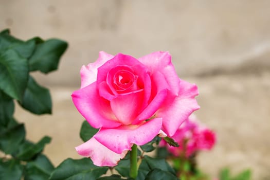 Pink rose flower and green leaves close up