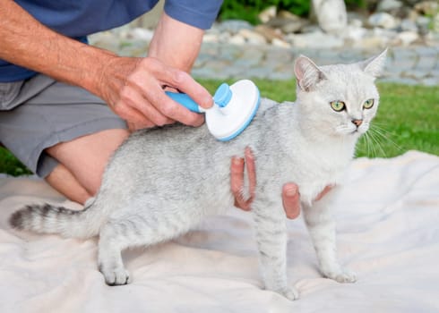 owner carefully brushes the silver British Shorthair cat with a slicker brush, maintaining the health of the coat and preventing tangles, while relaxing outdoors on a soft blanket,