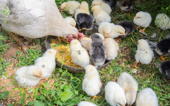 White hen feeding fluffy chicks with grain from a bowl on lush grass, creating a heartwarming and idyllic scene of nurturing farm life in a peaceful rural setting