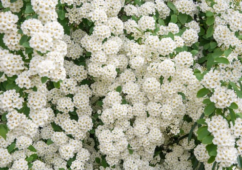 Snow-white flowers of spirea natural flower background (lat. Spiraea vanhouttei) deciduous ornamental shrub in garden design for a hedge,