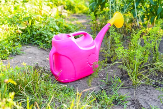 Pink watering can near a garden bed with growing carrots