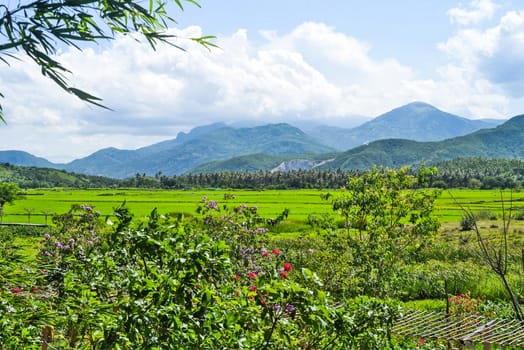Rural  landscape with rice fields in Vietnam