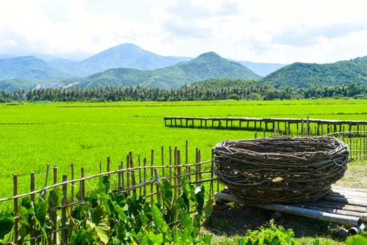 Rice field landscape in Vietnamese rural area