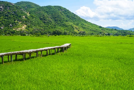 Bright landscape of rice field and wooden pier in Vietnam on a sunny day
