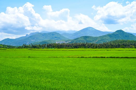 Bright field of rice growing in Vietnam