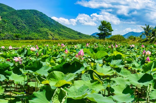 Lotus Komarova on a lake under sun shine in Vietnam
