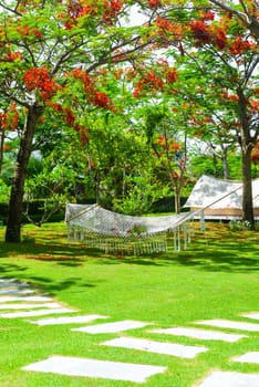 Camping tent under Delonix regia tree in Nha Trang Vietnam