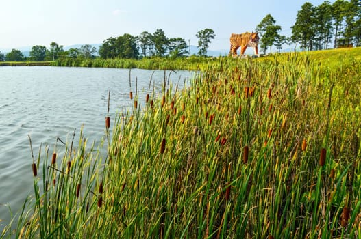 Landscape of the pond and growing reeds on the background of a tiger made of wood on a summer day