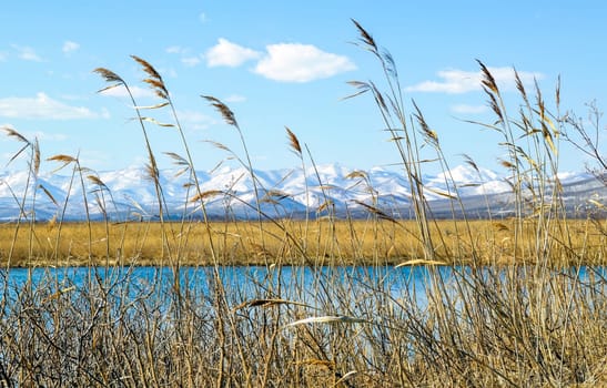 Stunning landscape of dry grass against background of lake, blue sky with clouds and snowy mountains in spring day. Russia, Far East