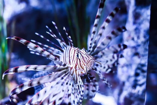 broadbarred lionfish or spotfin lionfish in aquarium