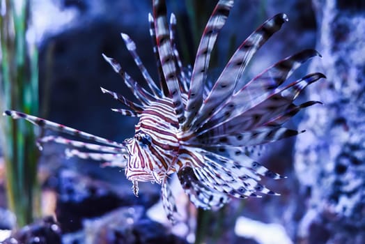 broadbarred lionfish or spotfin lionfish in aquarium