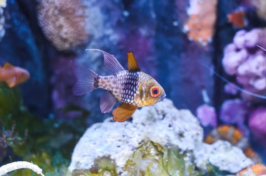 The pajama cardinalfish, spotted cardinalfish, coral cardinalfish, or polkadot cardinalfish (Sphaeramia nematoptera)