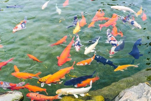 Many coi fish carp swimming in pond of Vietnam