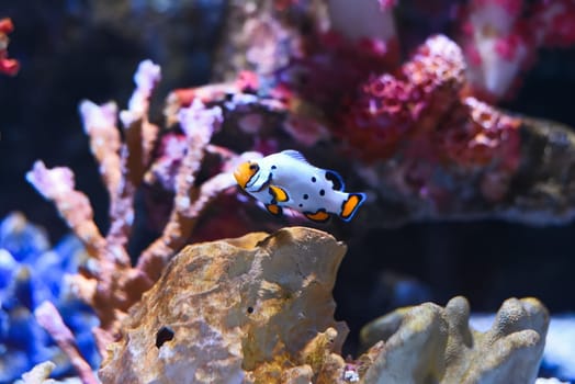 Snow Onyx Clownfish in Thailand