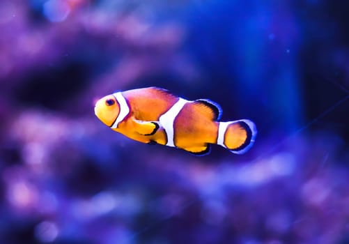 Clown fish in aquarium on blue background
