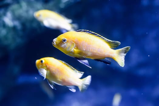 Electric yellow cichlid freshwater aquarium fish in Thailand
