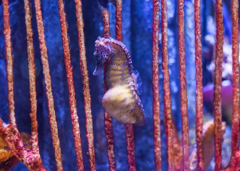 Pregnant common seahorse (spotted seahorse)