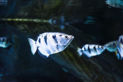 Toxotes chatareus, known by the names common archerfish, seven-spot archerfish or largescale archerfish