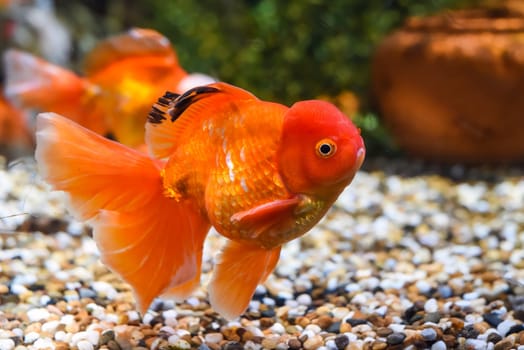 Orange oranda goldfish in aquarium