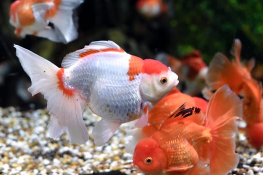 Orange black oranda goldfish in aquarium