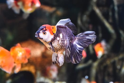 Orange black oranda goldfish in aquarium
