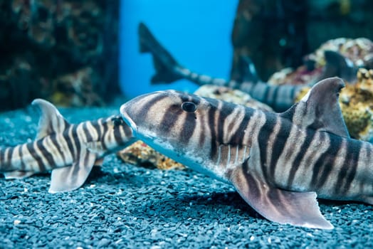 Zebra bullhead shark (Heterodontus zebra) swimming in the sea
