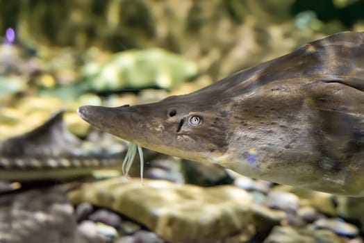 The kaluga (Huso dauricus), also known as the river beluga close up