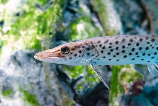 The Amur pike (Esox reichertii), also known as the blackspotted pike native to the Amur River in Russia