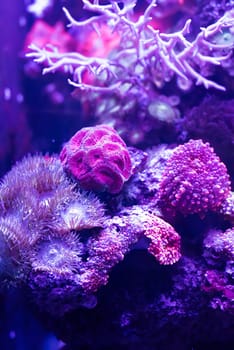 Mussidae or brain corall in aquarium