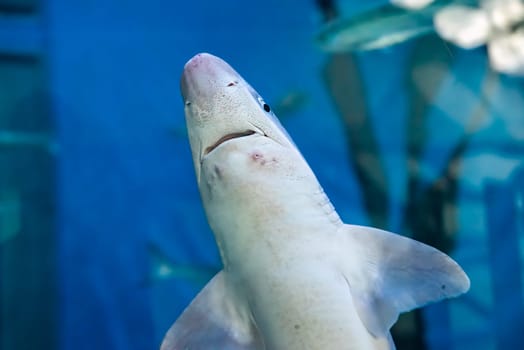 The great white shark (Carcharodon carcharias), also known as the white shark, white pointer, or simply great white close up