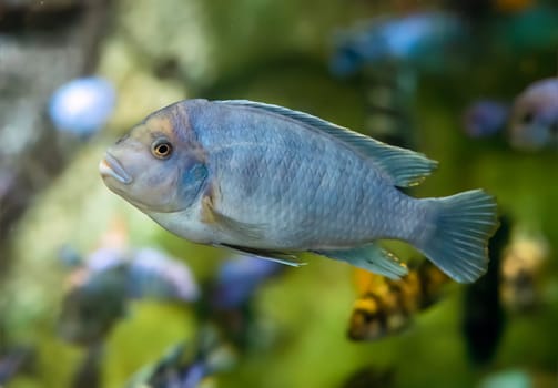 The zebra mbuna (Maylandia zebra) fish in aquarium