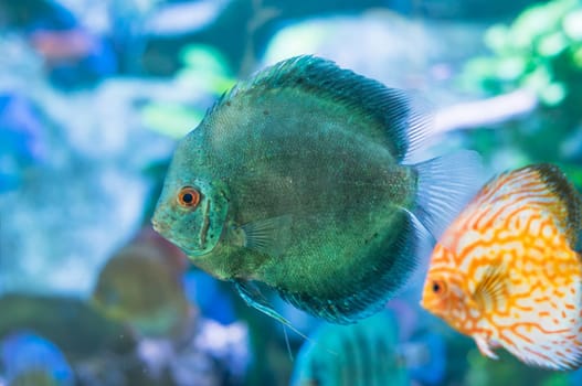 Blue Symphysodon (known as discus or discus fish) swimming in aquarium