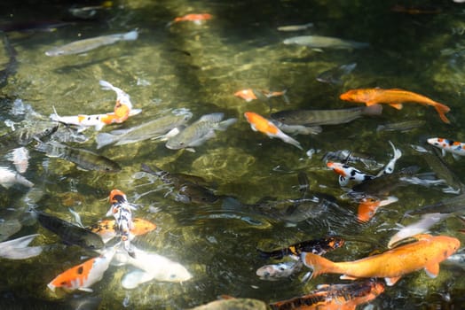 Many coi fish carp swimming in pond of Vietnam