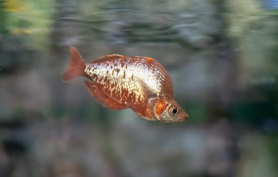 The red rainbowfish or salmon-red rainbowfish (Glossolepis incisa)