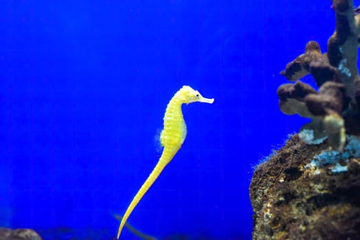 A yellow seahorse in an aquarium