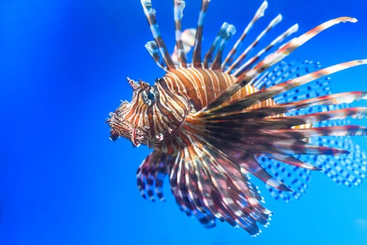 Pterois also known as lionfish in aquarium closeup