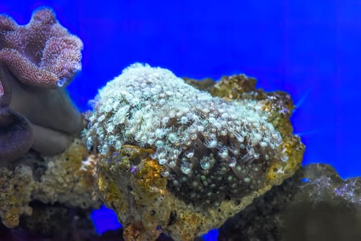 The goniopora coral in aquarium closeup