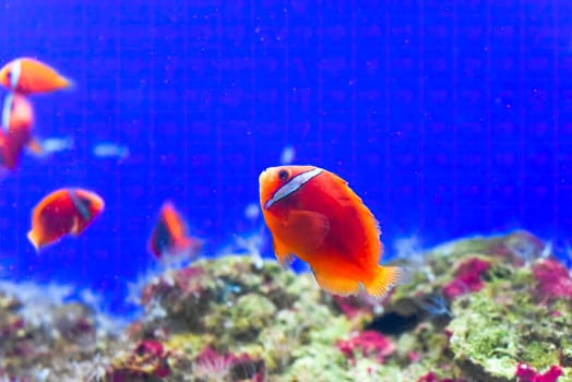 Tomato clownfish in aquarium close-up