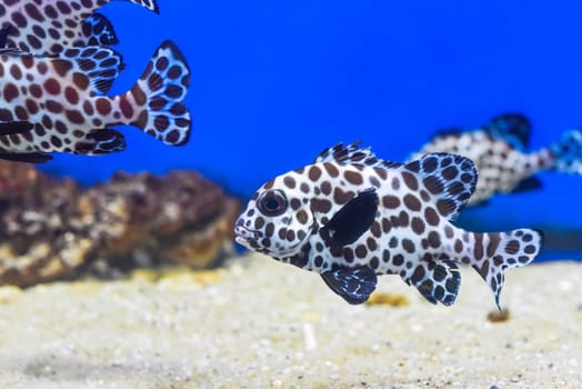 A harlequin sweetlips fish in aquarium close up