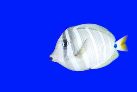 Sailfin tang in aquarium on blue background close-up