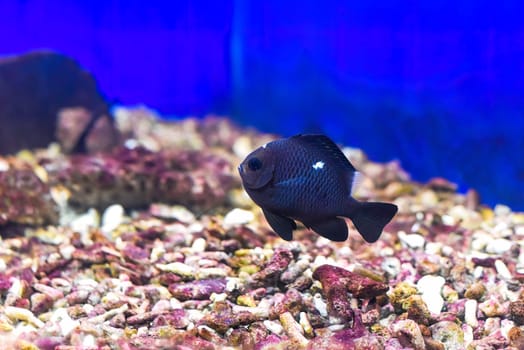 A threespot dascyllus in aquarium close up