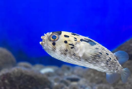 Puffer fish in aquarium close-up