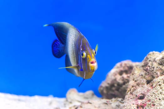 A semicircle angelfish in aquarium close up