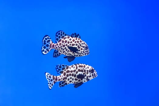 A harlequin sweetlips fish in aquarium close up