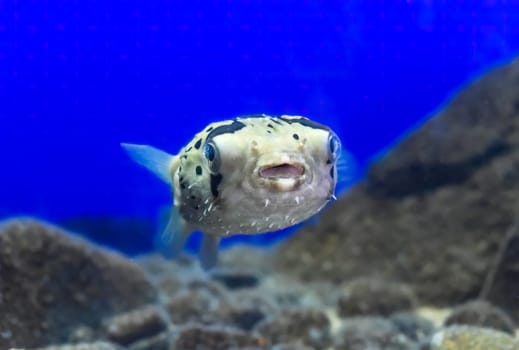 Puffer fish in aquarium close-up