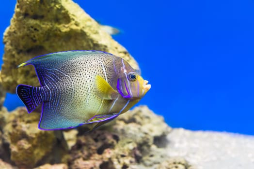 The Koran Angelfish in aquarium closeup